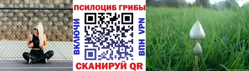 Псилоцибиновые грибы Psilocybe  где продают   Чита 